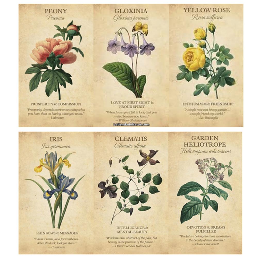 Inspiracja botaniczna Karty Wy – Board Game Inspiration recenzja i cena